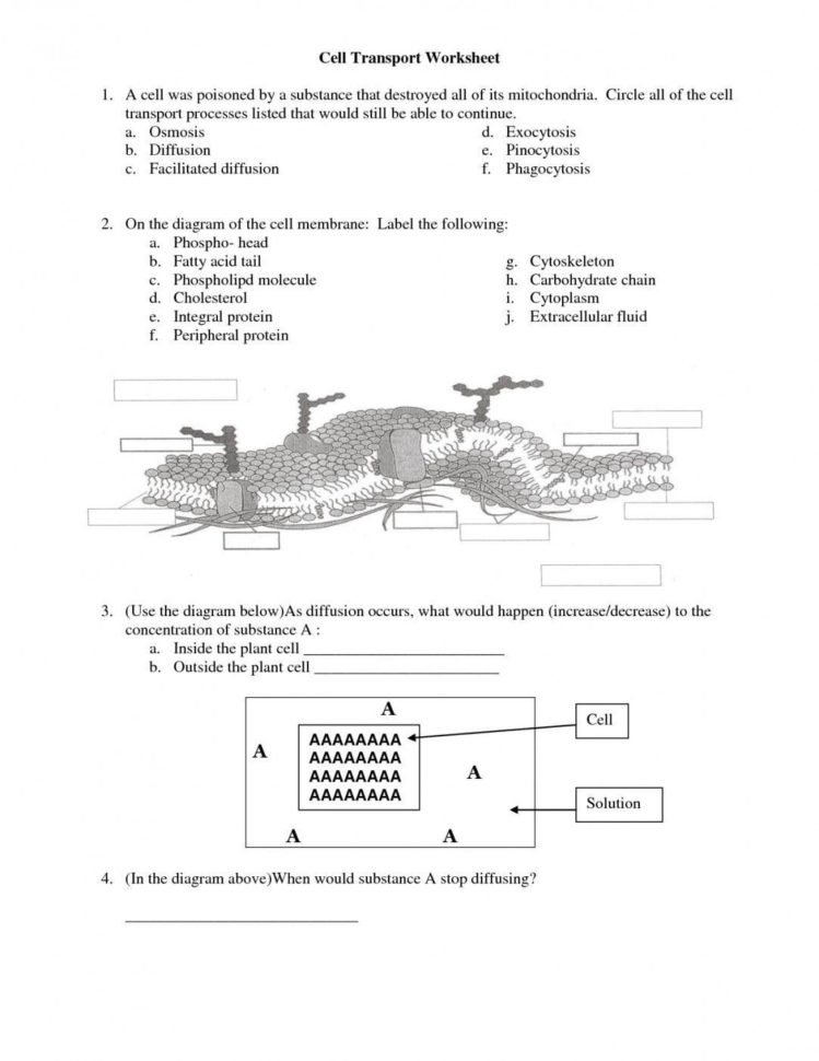 Cell Membrane And Transport Worksheet — db-excel.com