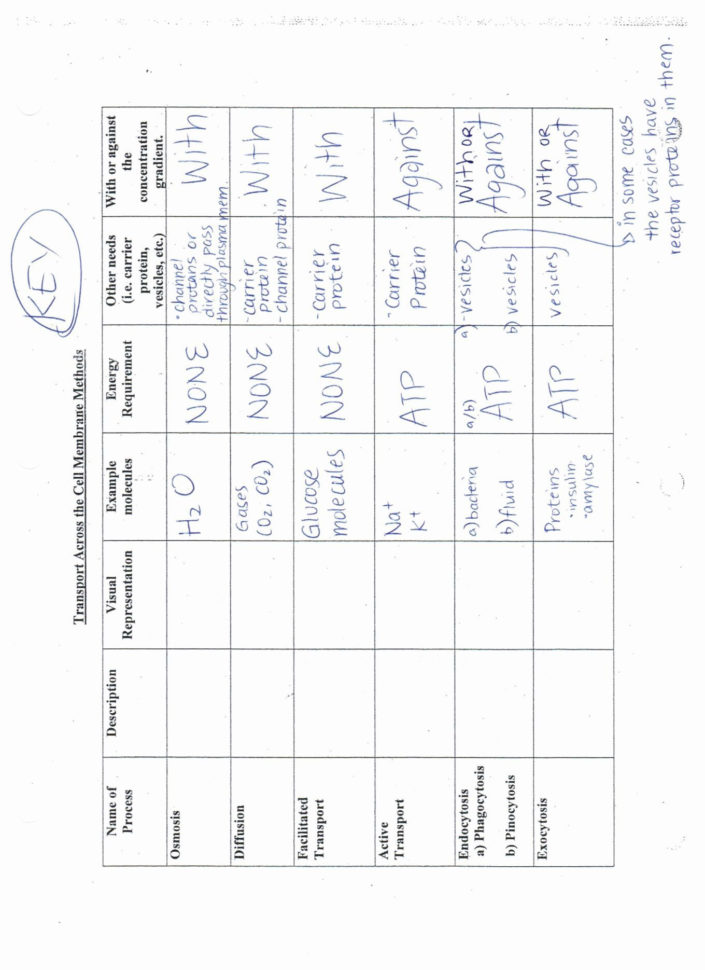 Cell Membrane And Transport Worksheet