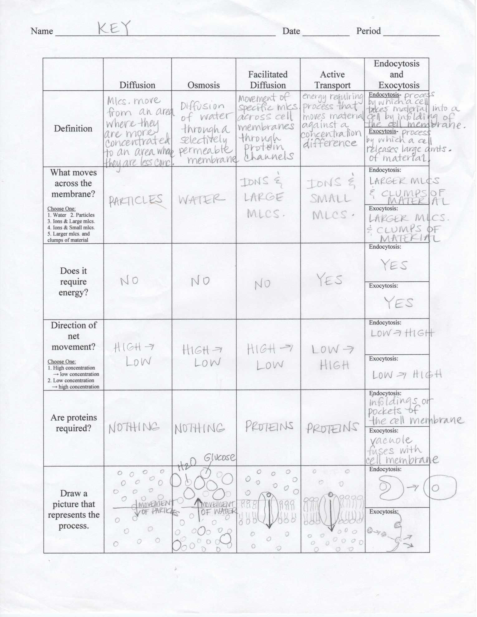 Cell Membrane And Transport Worksheet Answers