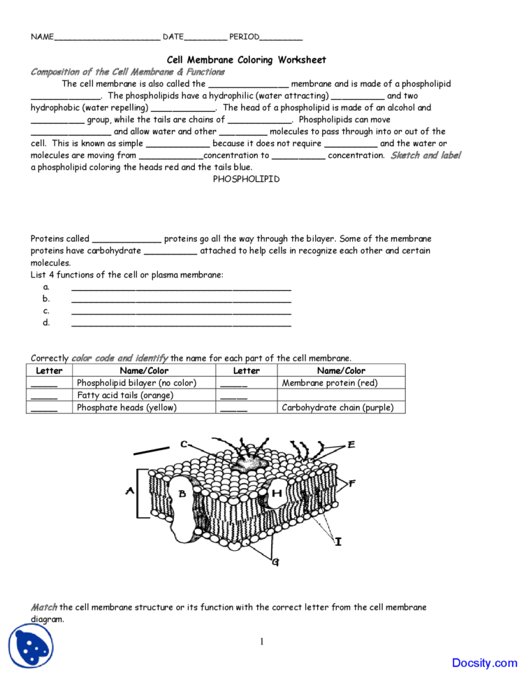 Cell Membrane Coloring Worksheets Key