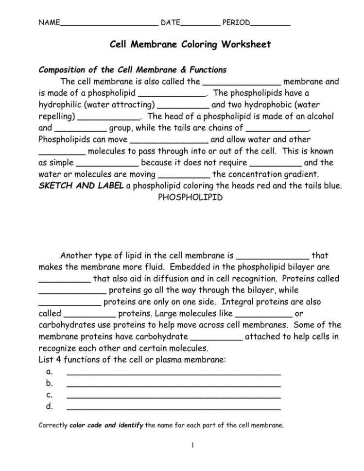 Cell Membrane Coloring Worksheets Answer Key