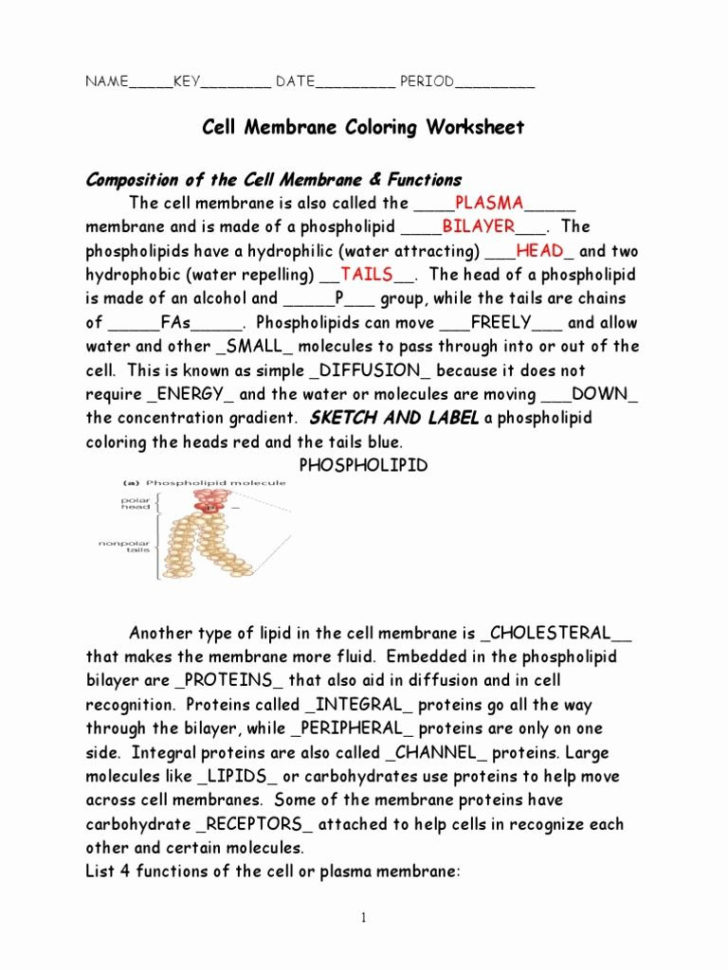 Cell Membrane Coloring Worksheet Answers