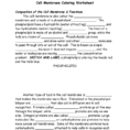 Cell Membrane Coloring Worksheet Composition Of The Cell