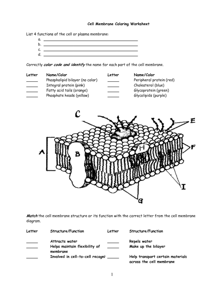 Cell Membrane Coloring Worksheet