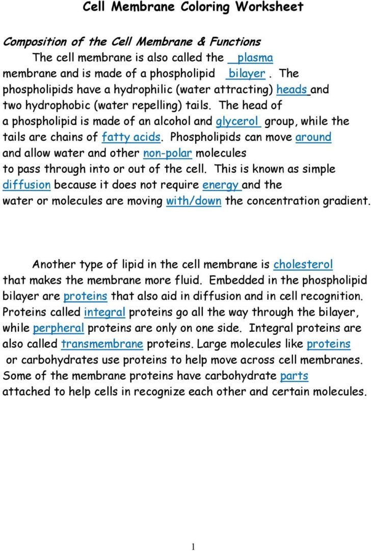 Cell Membrane Coloring Worksheet