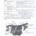 Cell Membrane Coloring Worksheet Pdf The Head Of A