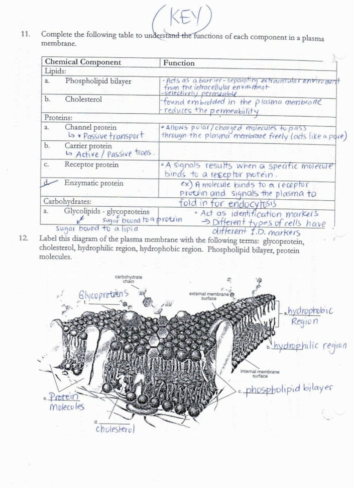 Cell Membrane Coloring Worksheet Pdf The Head Of A