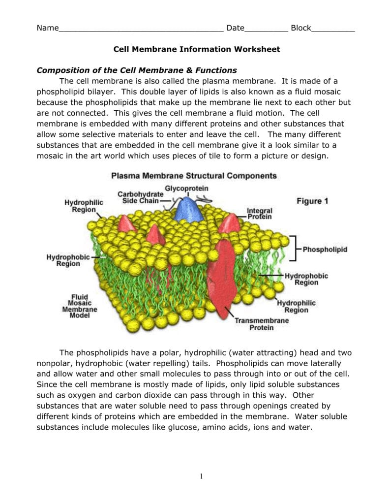 Cell Membrane Info Worksheet