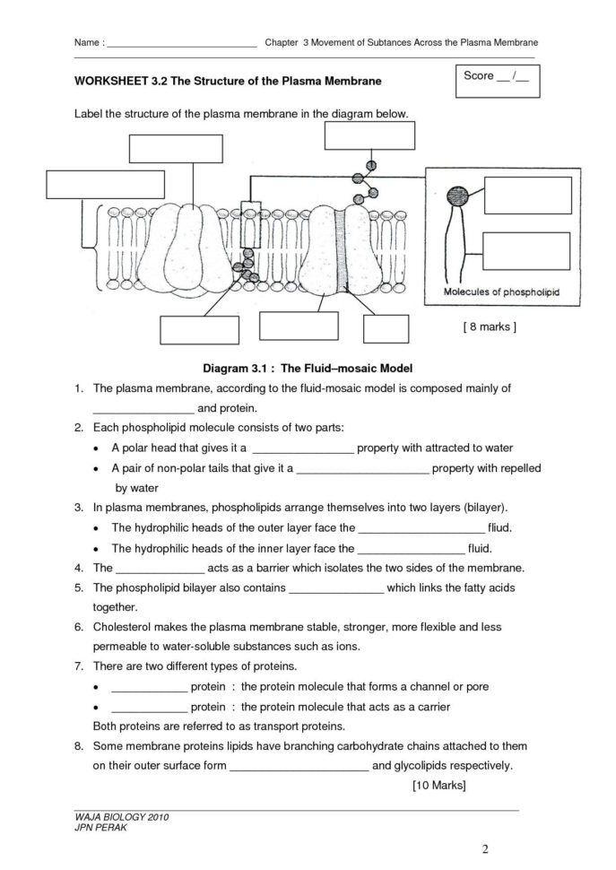 cell-membrane-review-worksheet-answer-key-db-excel