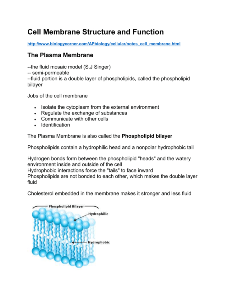Cell Membrane Structure And Function