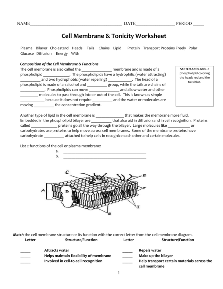 Cell Membrane Worksheet Answers — db-excel.com