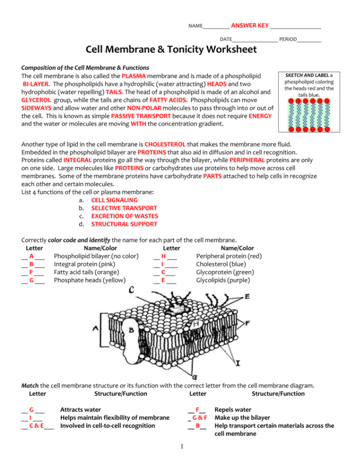 Cell Membrane Structure And Function Worksheet — db-excel.com