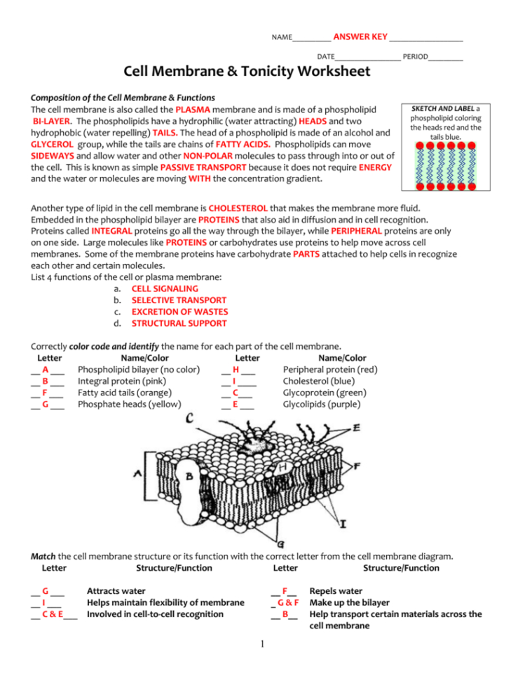 Cell Membrane  Tonicity Worksheet