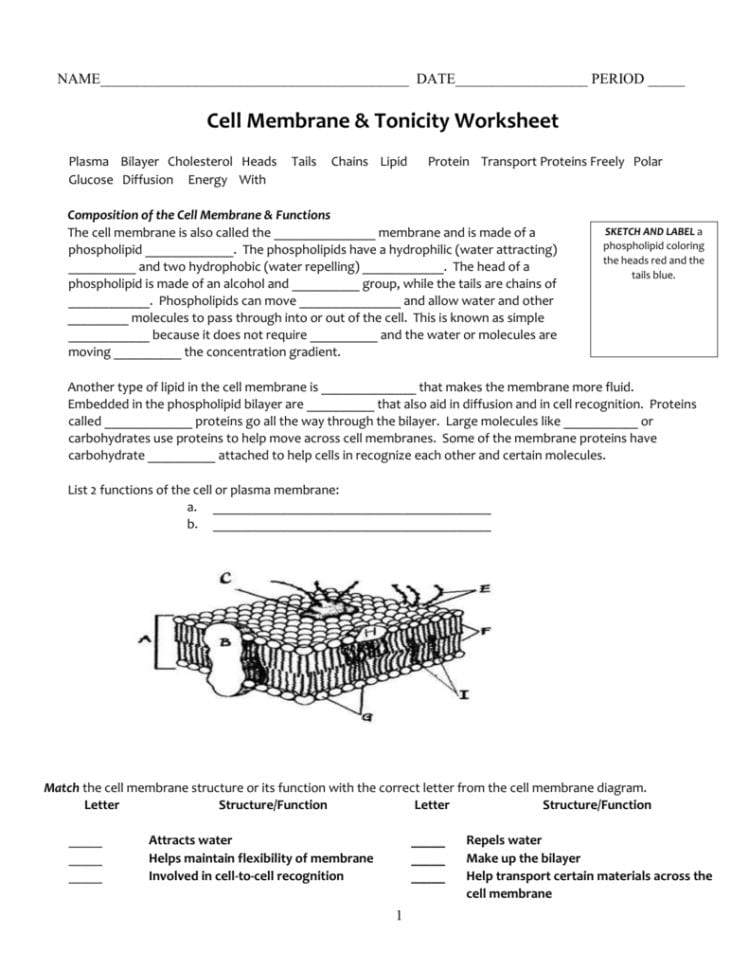 Cell Membrane  Tonicity Worksheet