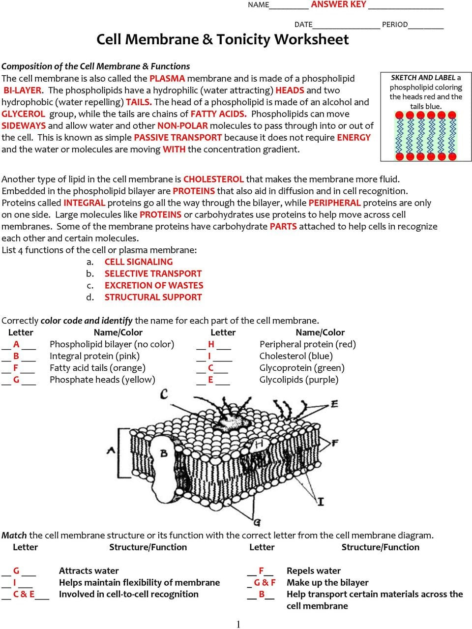 Cell Membrane  Tonicity Worksheet  Pdf