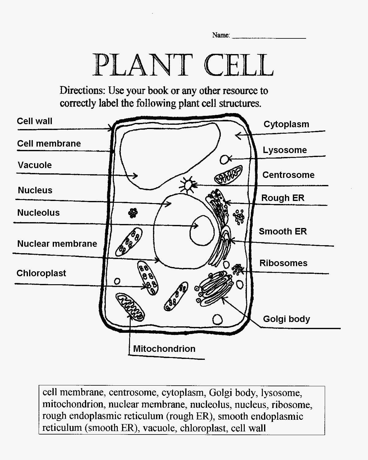 Cell Membrane Worksheet With Answers