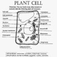 Cell Membrane Worksheet Pdf
