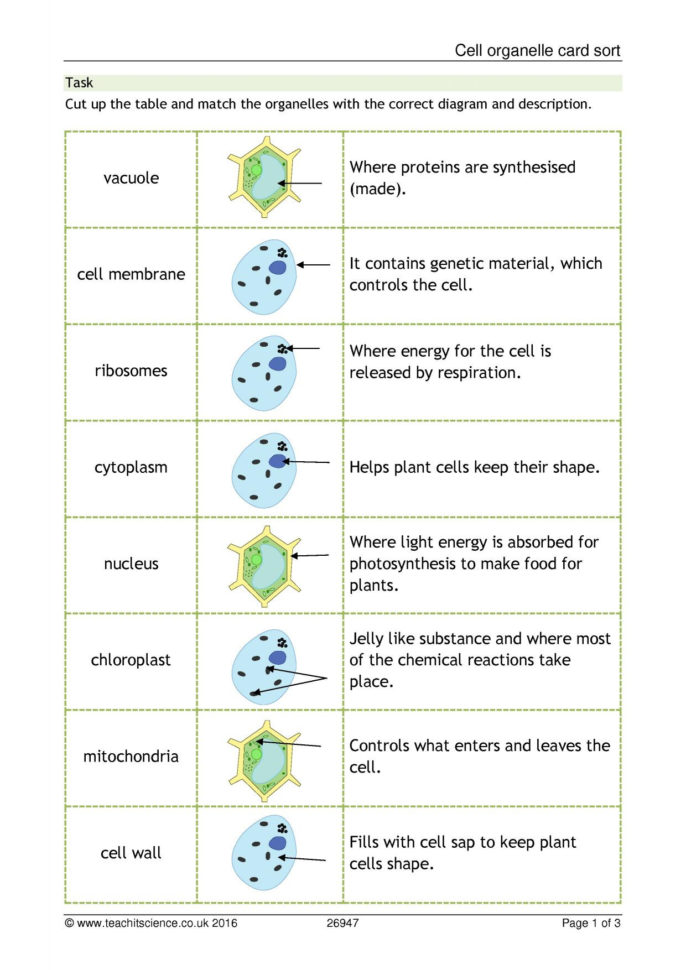 Cell Organelle Card Sort