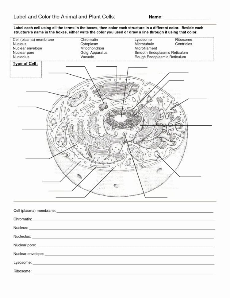 Cell Organelle Matching Game Printable