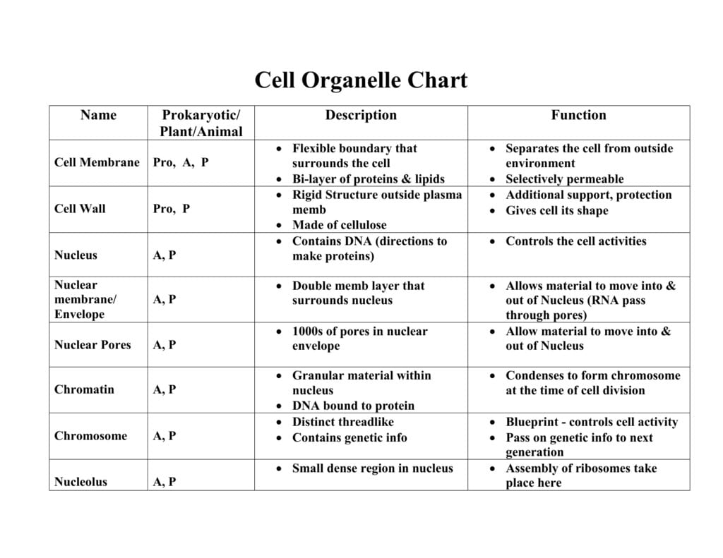 Cell Organelles And Their Functions Worksheet Answers
