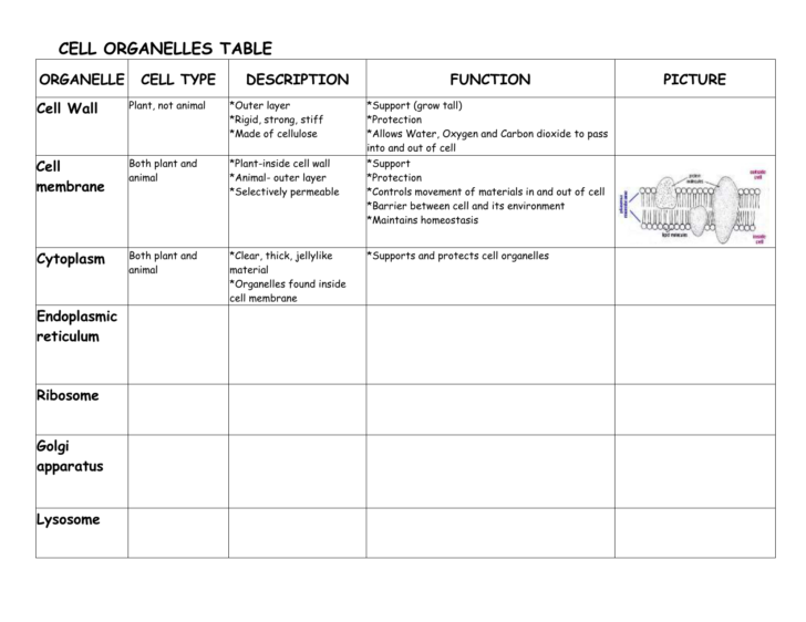 Cells And Organelles Worksheet