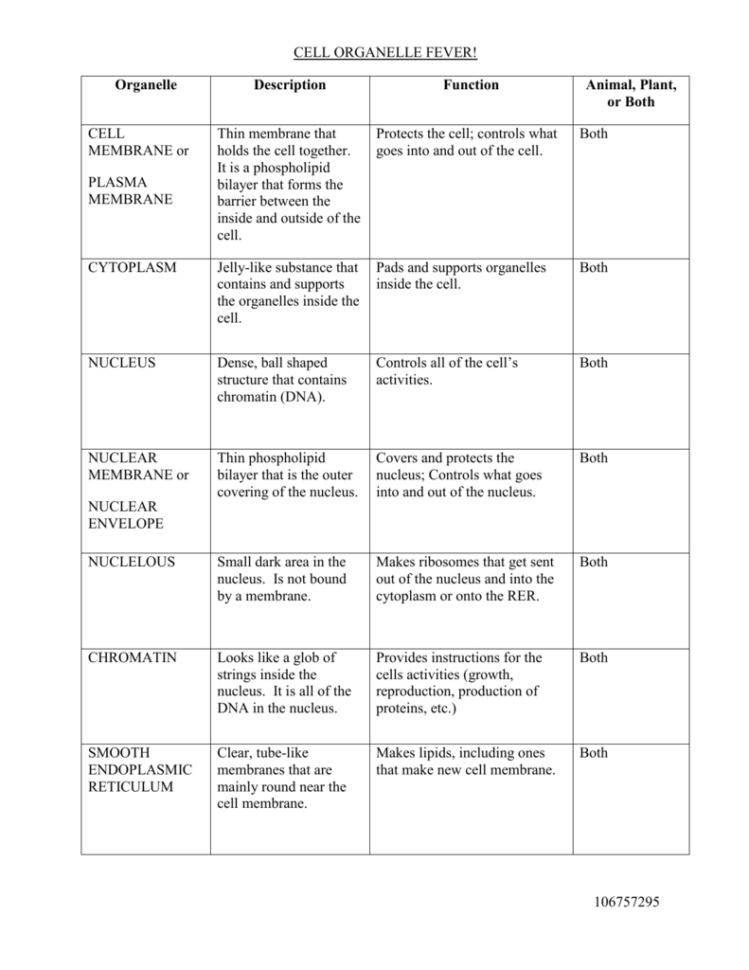 Cell Organelles Worksheet