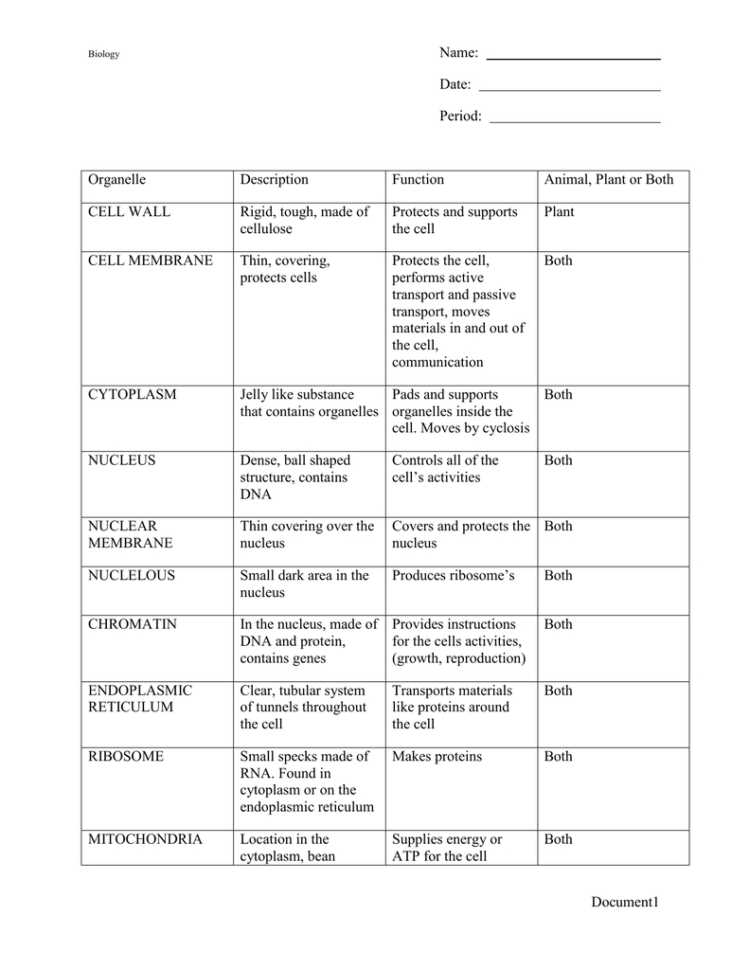 Cell Organelles Worksheet