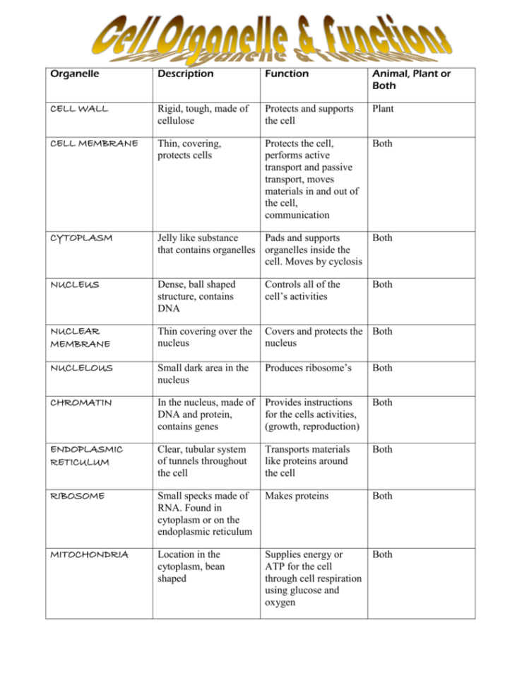 Cell Organelles Worksheet