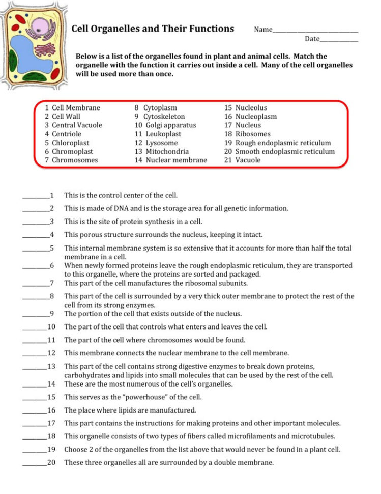 Cell Organelles Worksheet – Wiring Diagram