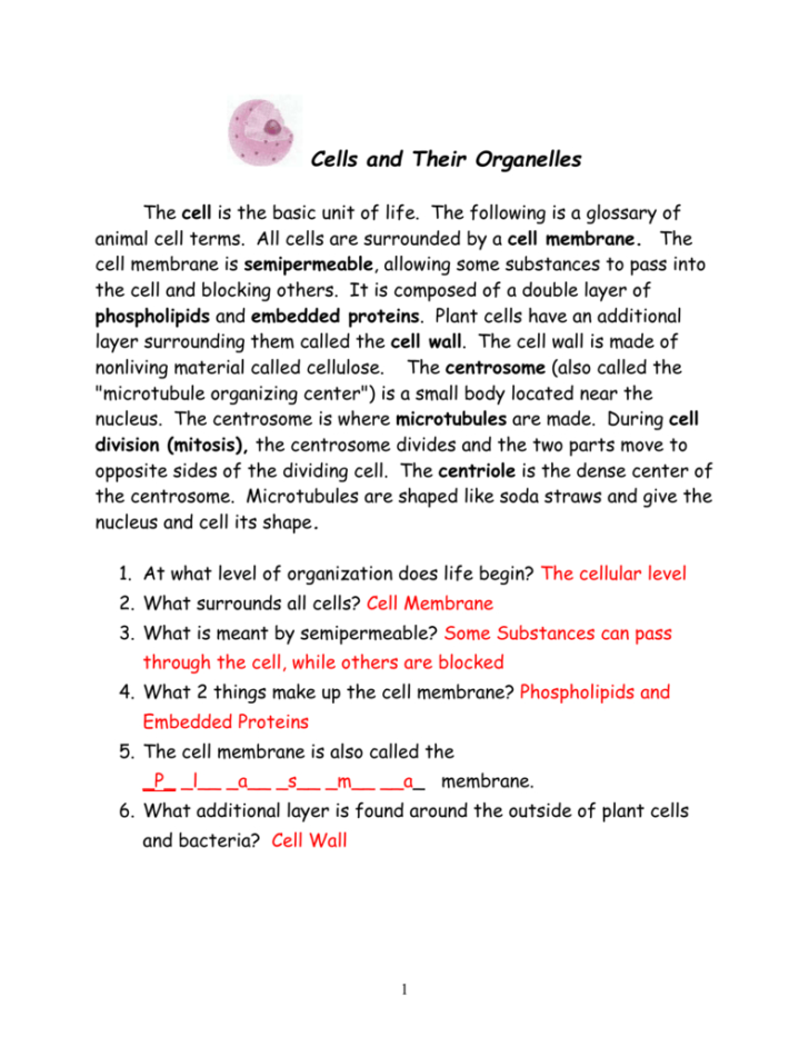 Cells And Organelles Worksheet Answer Key — Db-excel.com