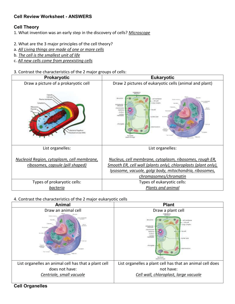 Cell Review Worksheet  Answers Cell Theory