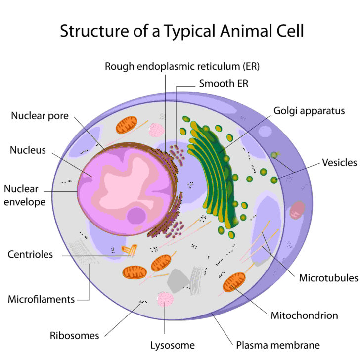 Cell Structure And Function Worksheet Answers