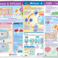 Cell Structure And Es Poster Set Of 4