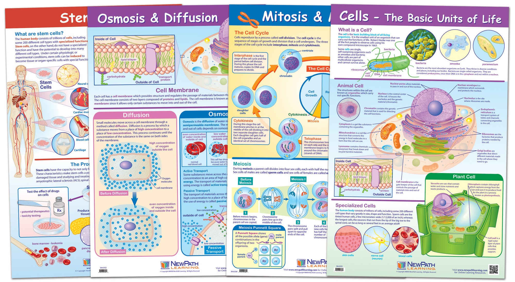 Cell Structure And Es Poster Set Of 4