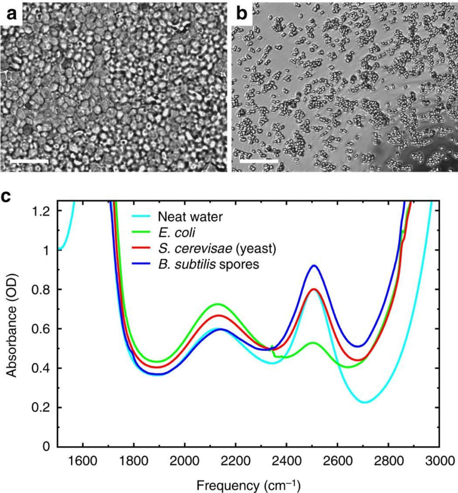 Cell Structure And Es Worksheet