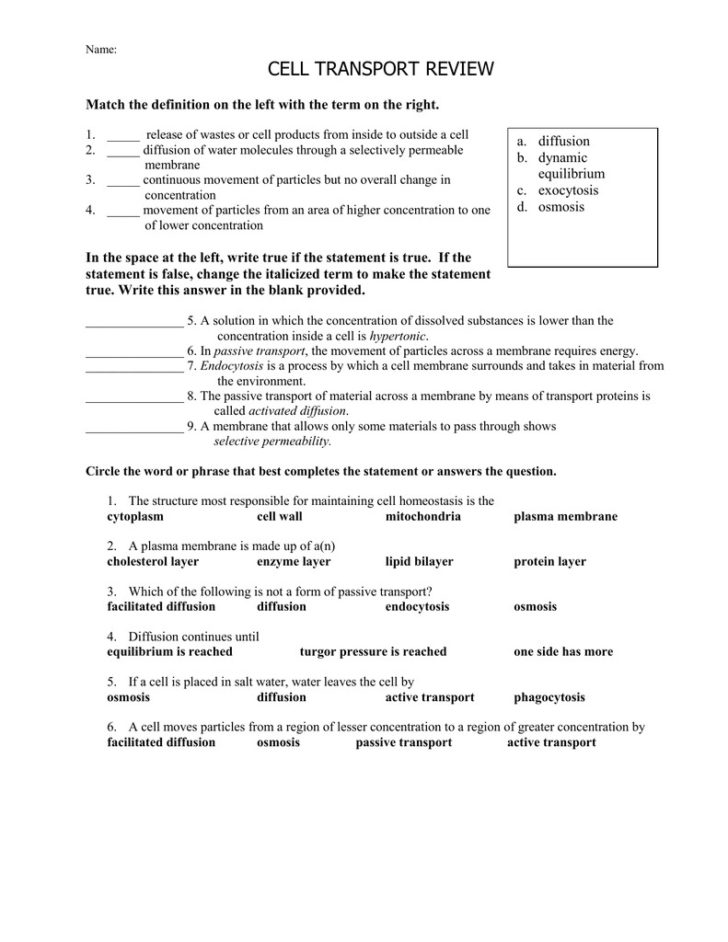 Active Transport Worksheet Answers