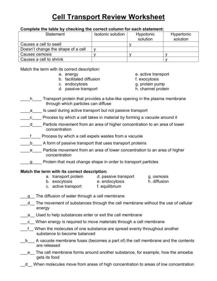 Cell Transport Review Worksheet Answers