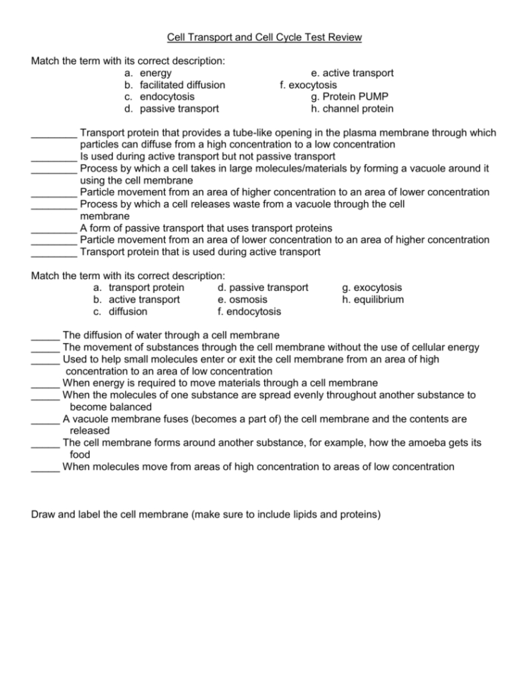 Cell Transport Review Worksheet