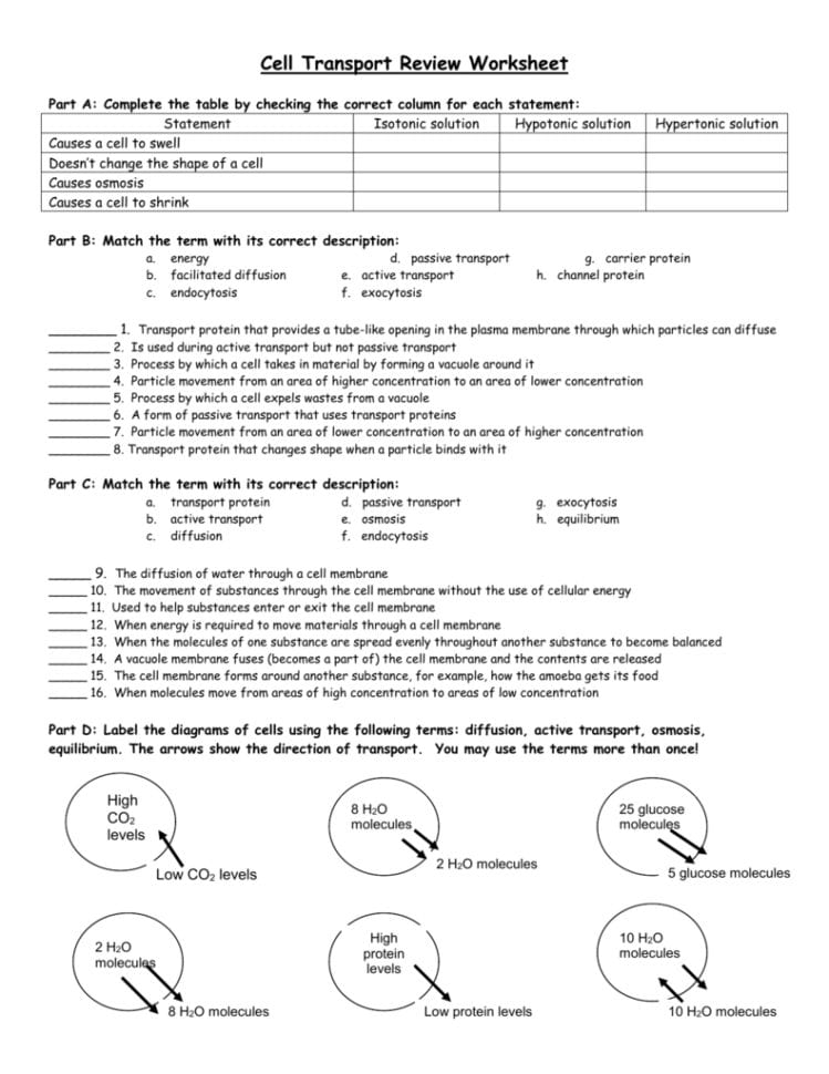 Cell Transport Review Worksheet