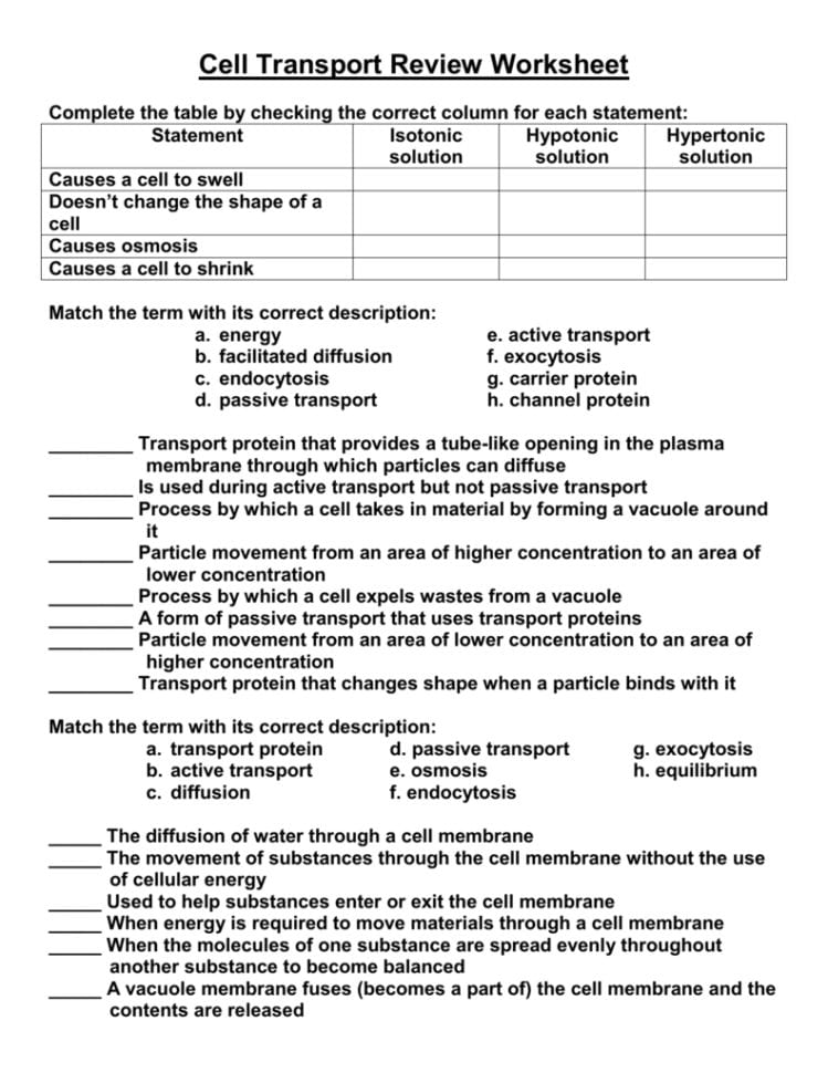 Cell Transport Review Worksheet Answers  Netvs