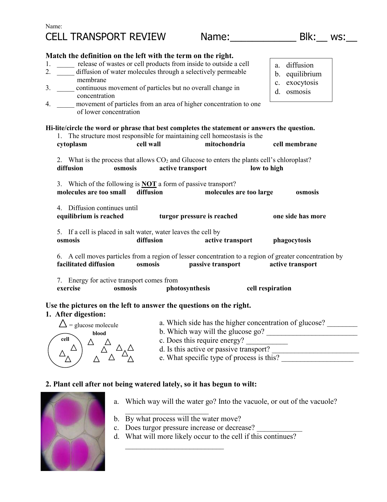 Cell Transport Worksheet Answers