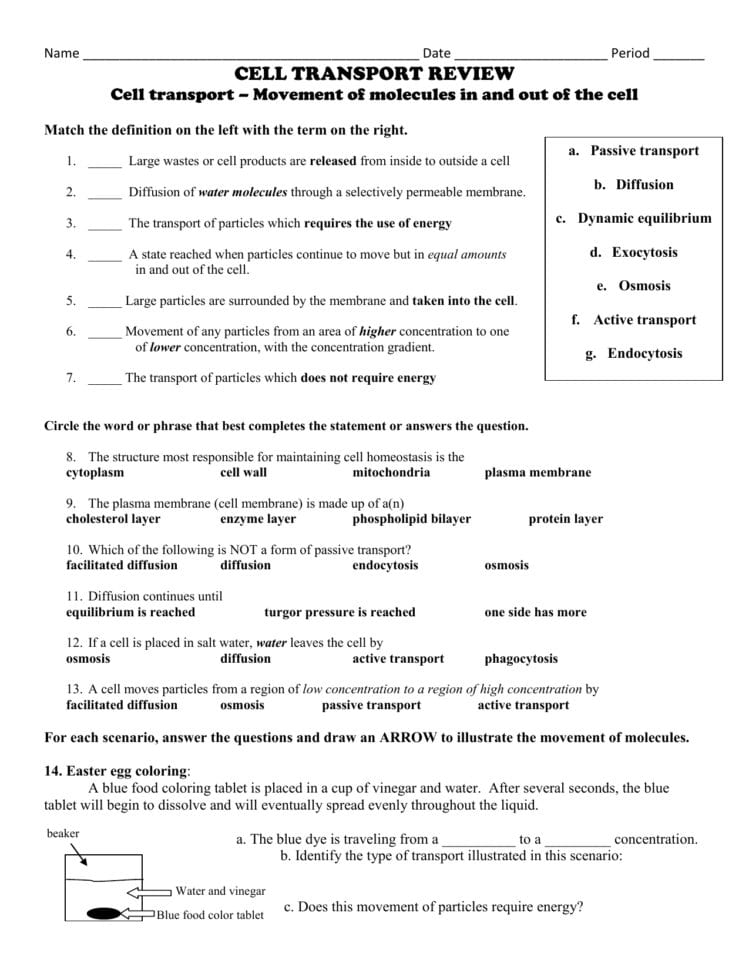 Cell Transport Worksheet