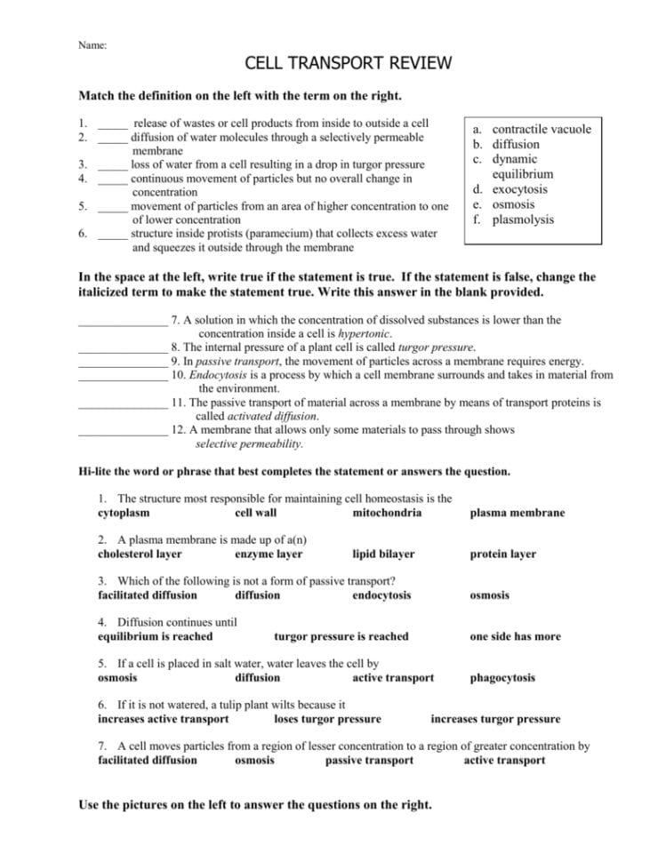 Cell Transport Worksheet