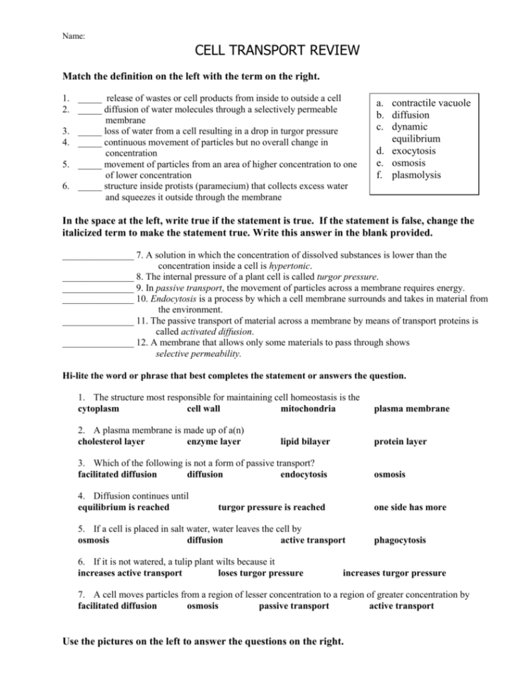 Cell Transport Worksheet