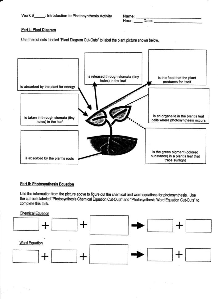Cell Worksheet Pdf
