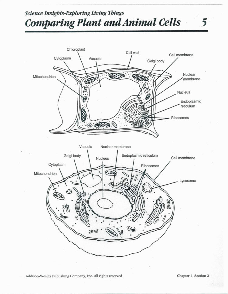 Cells Alive Cell Cycle Worksheet