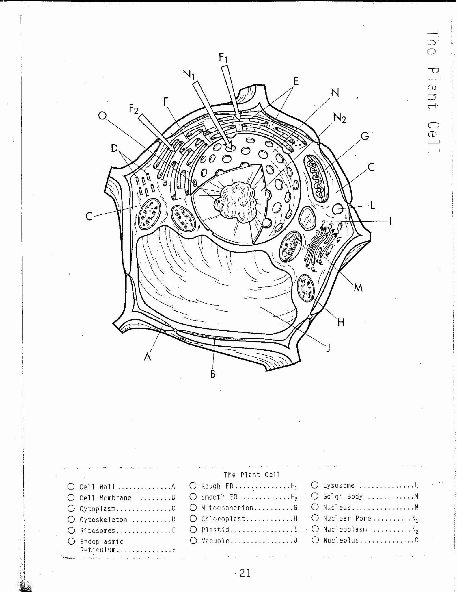 Cells Alive Cell Cycle Worksheet Answer Key Db excel