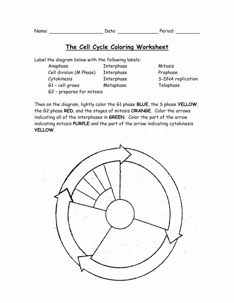 Cells Alive Cell Cycle Worksheet Answers