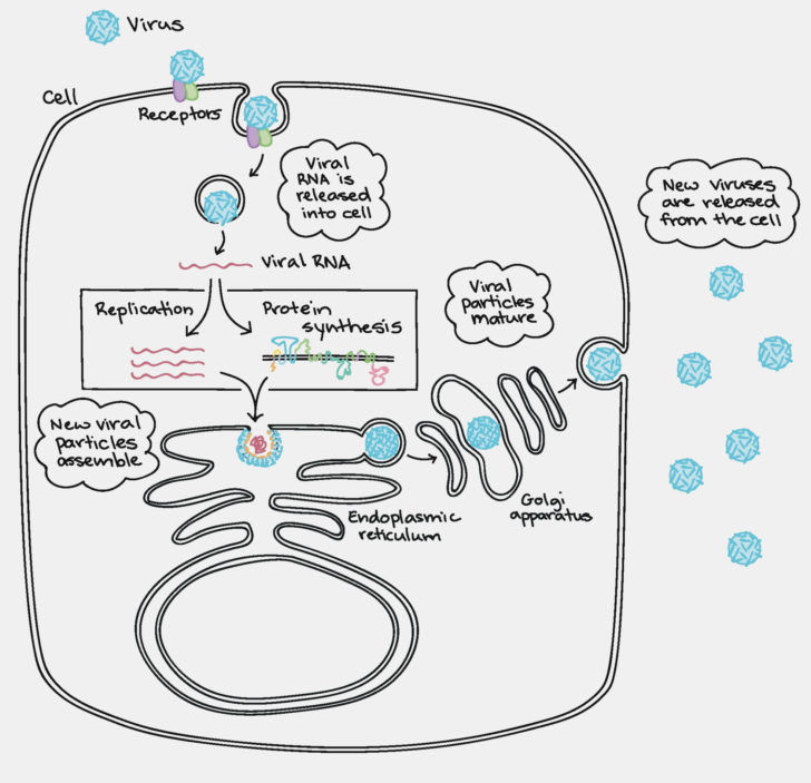 Cells Alive Cell Cycle Worksheet