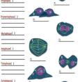 Cells Alive  Mitosis  Ppt Download